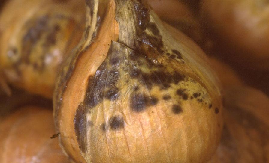 Alternáriová škvrnitosť cibule