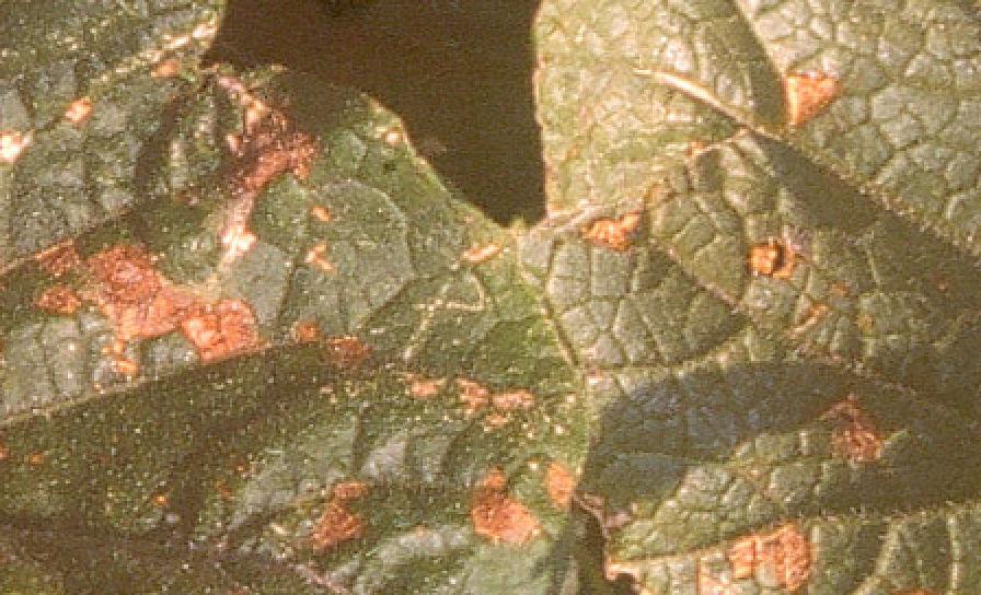 Alternáriová škvrnitosť uhorky