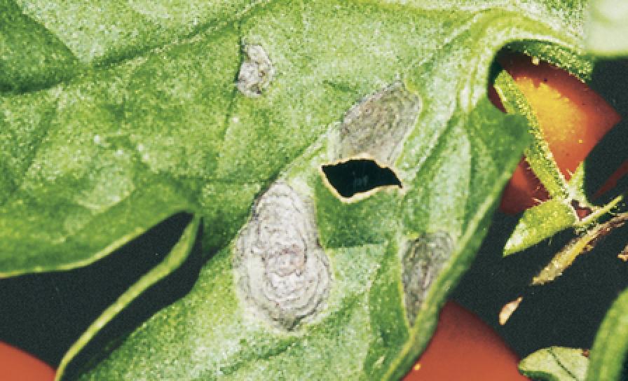 Alternáriová škvrnitosť paradajky