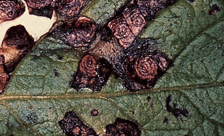 Alternáriová škvrnitosť zemiaka