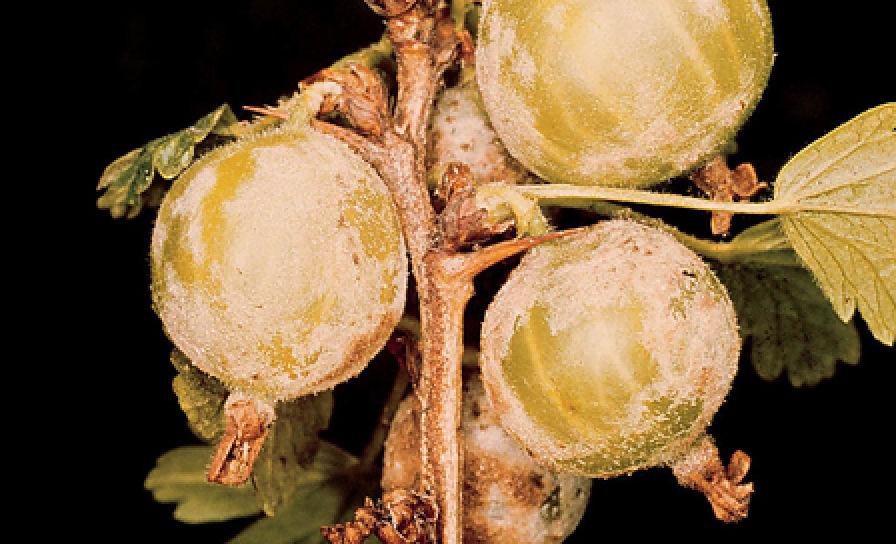 Americká múčnatka egreša