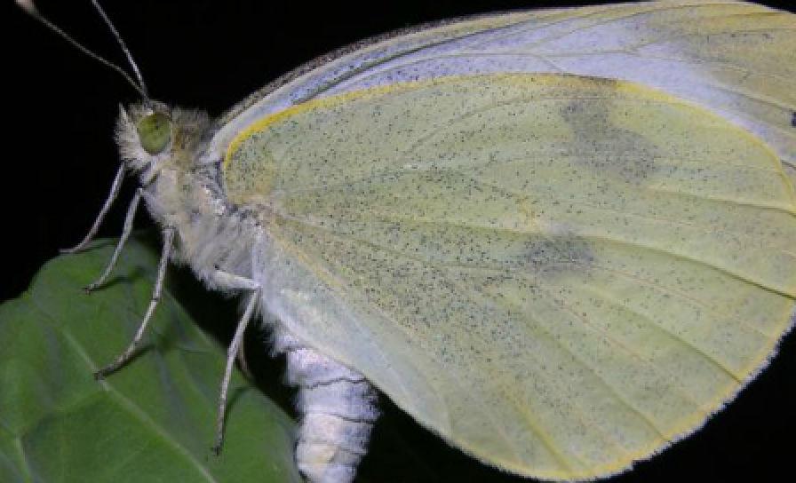 Mlynárik kapustový