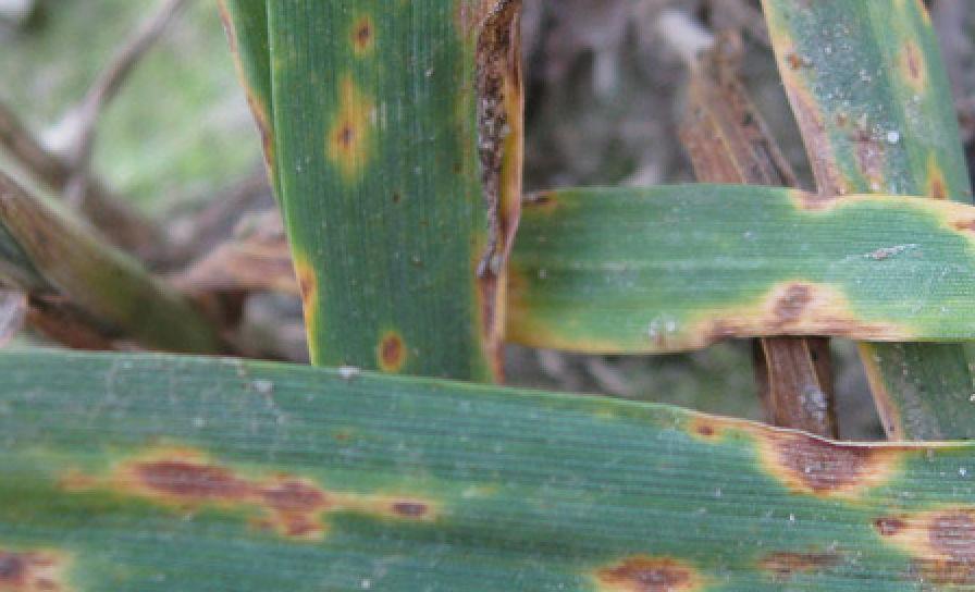 Hnedá škvrnitosť listov obilnín