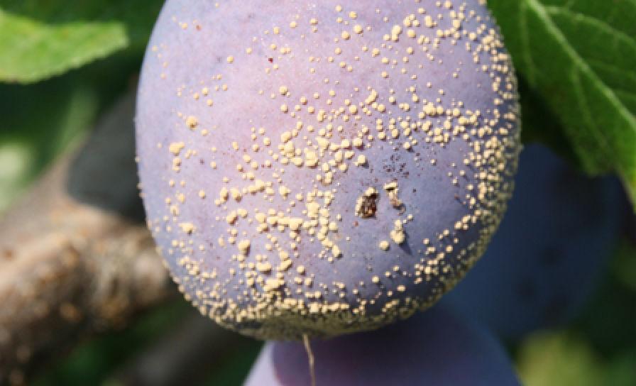 Moníliová hniloba kôstkovín