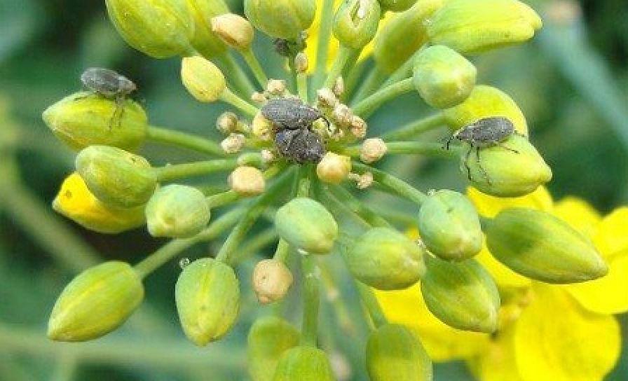 Krytonos šešuľový