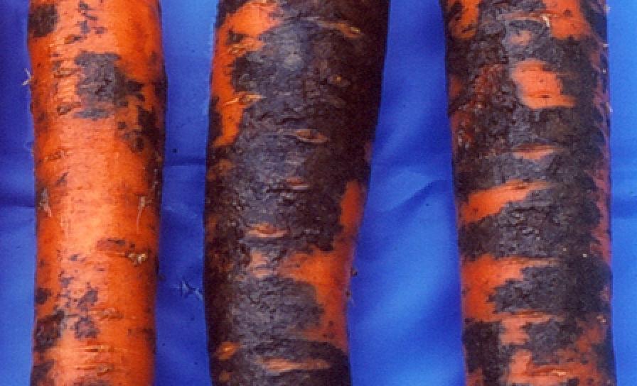 Čierna hniloba mrkvy