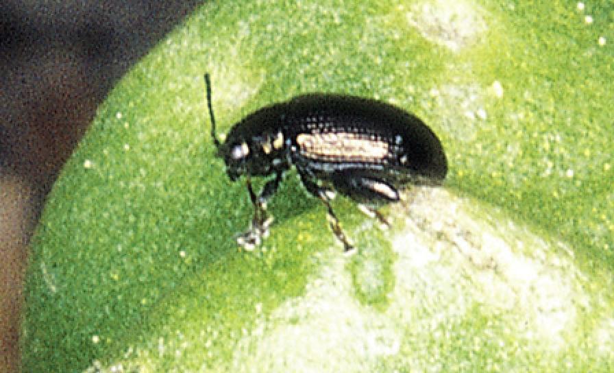 Štítnička nebezpečná