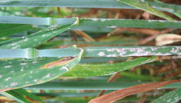 Múčnatka trávová