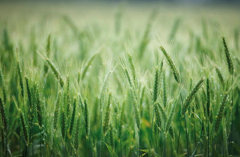 Overená fungicídna istota v obilninách