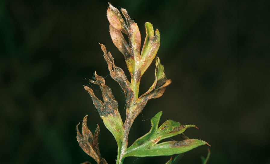 Alternáriová škvrnitosť mrkvy