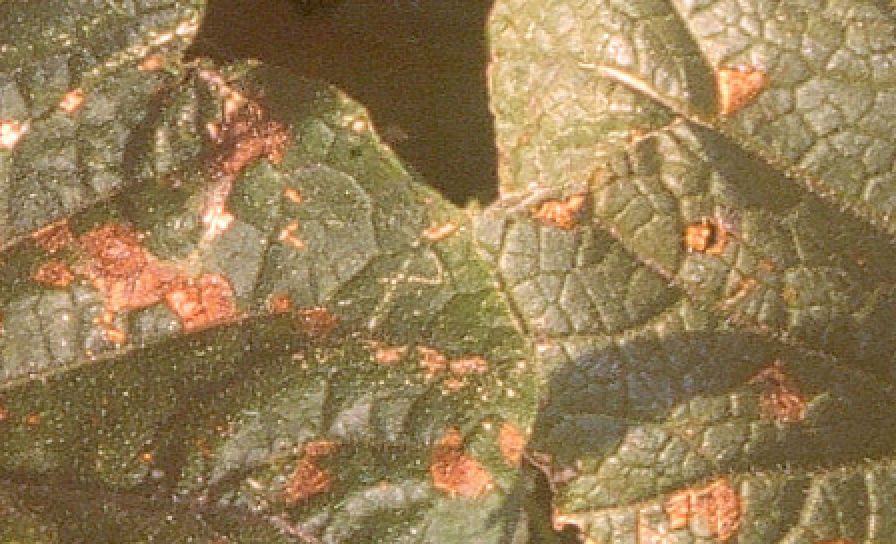 Alternáriová škvrnitosť uhorky