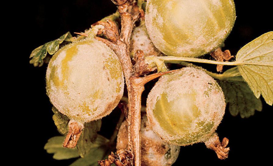 Americká múčnatka egreša