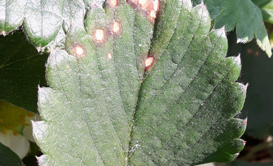 Biela škvrnitosť listov jahody