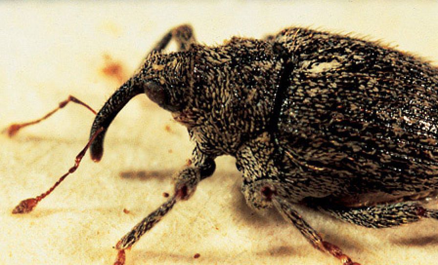 Krytonos štvorzubý