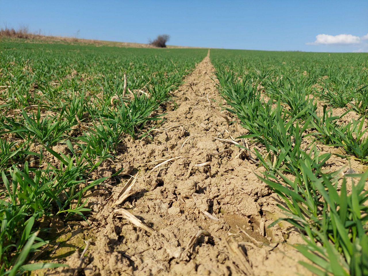 Herbicíd Cougar Forte - posledná možnosť nákupu