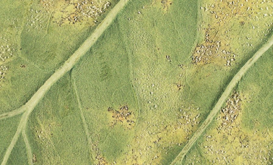 Alternaria kapustová