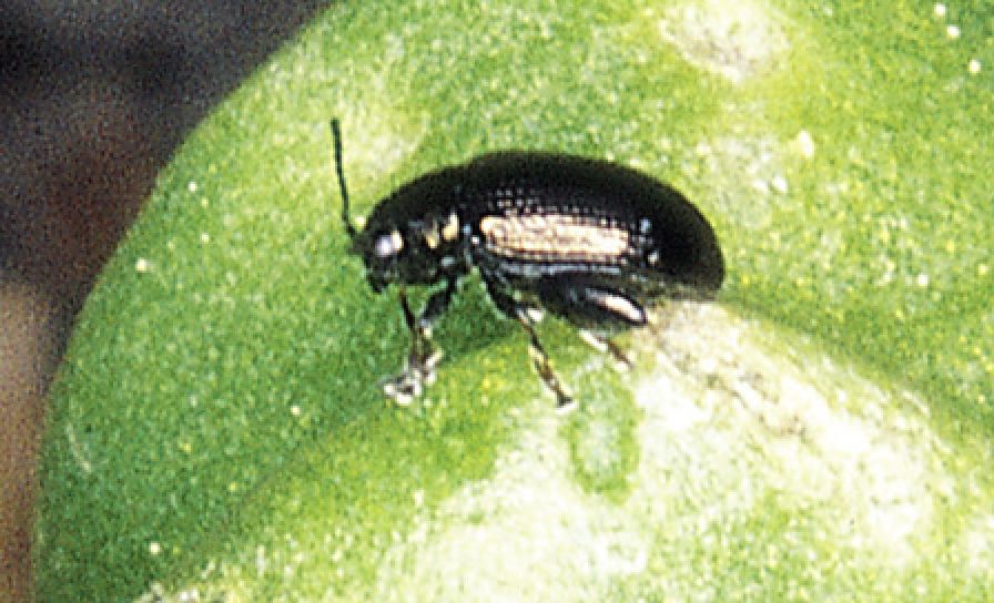 Štítnička nebezpečná