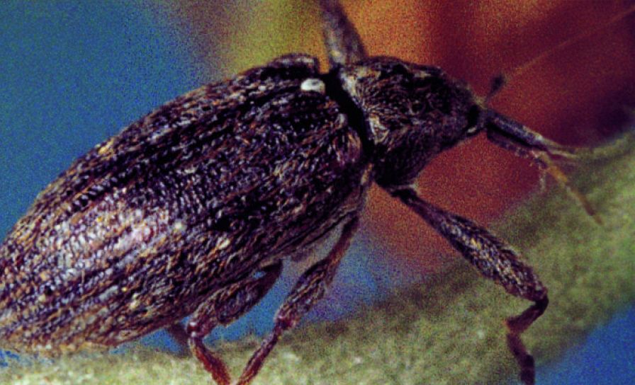 Kvetovka jabloňová