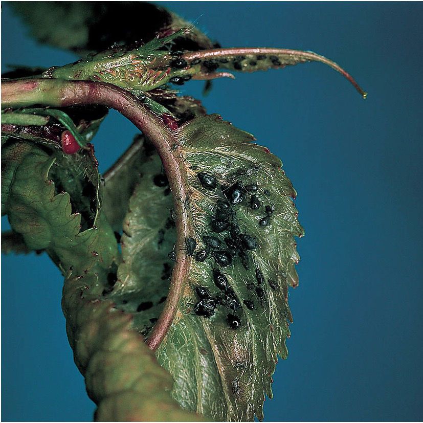 Voška čerešňová