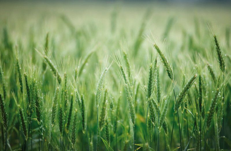 Osvedčená fungicídna istota v obilninách