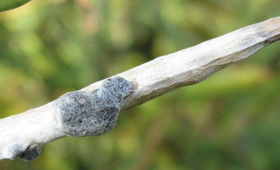 Biela hniloba