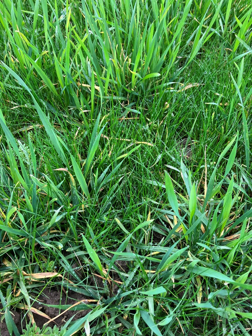 Herbicidně neošetřená kontrola